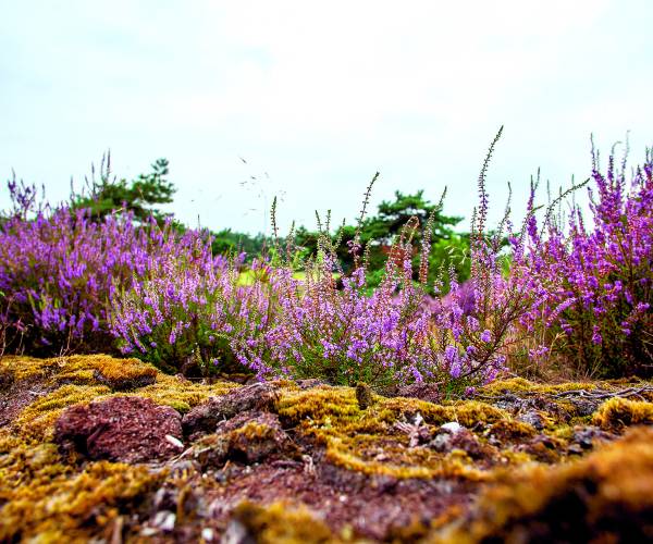 Kijk, geniet & bewonder...... BELEEF DE NATUUR! Wat zie ik precies?