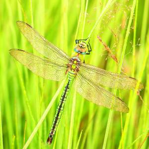 Kijk, geniet & bewonder......<br />BELEEF DE NATUUR! Wat zie ik precies?