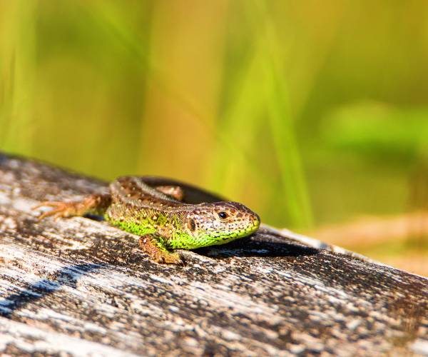 Kijk, geniet & bewonder...... BELEEF DE NATUUR! Wat zie ik precies?