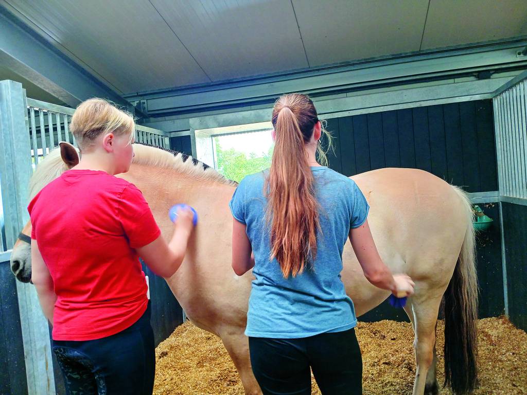 De paarden worden geborsteld.