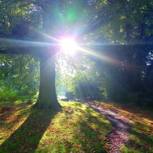 Foto-expositie over bomen