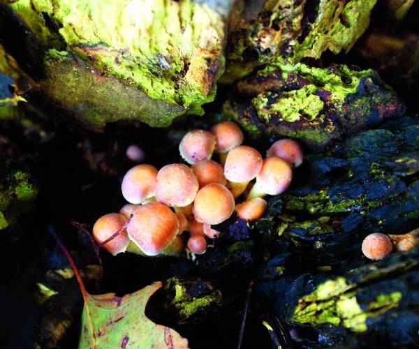 Fotosafari paddenstoelen met Scharrelkids