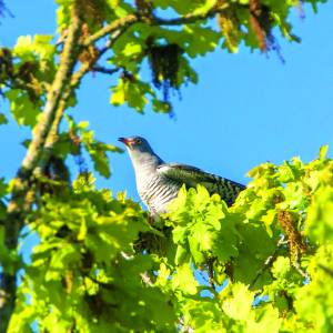 Kijk, geniet & bewonder......<br />BELEEF DE NATUUR! Wat zie ik precies?