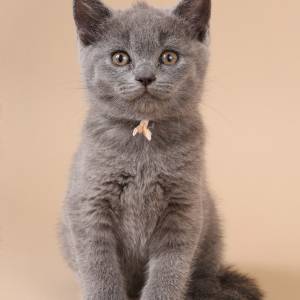Nieuw kattenras uit Almelo: de Saardoll als maatje bij emotioneel herstel
